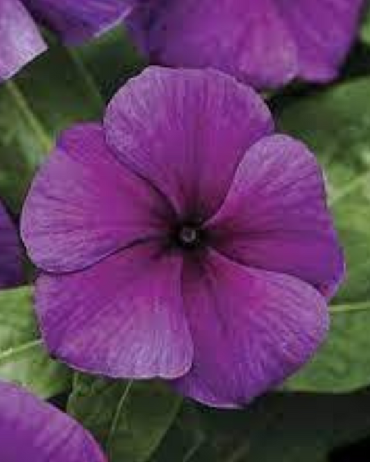 VINCA BLUEBERRY HYBRID SEEDS (30 seeds) plant-orbit