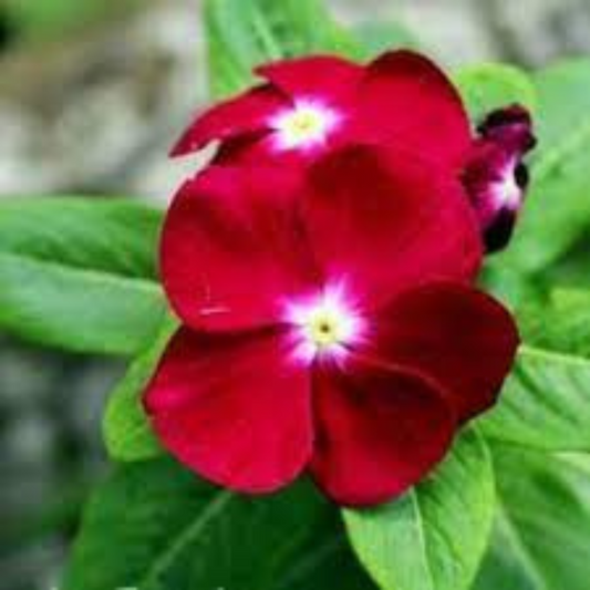 VINCA DARK RED HYBRID SEEDS (30 seeds) plant-orbit