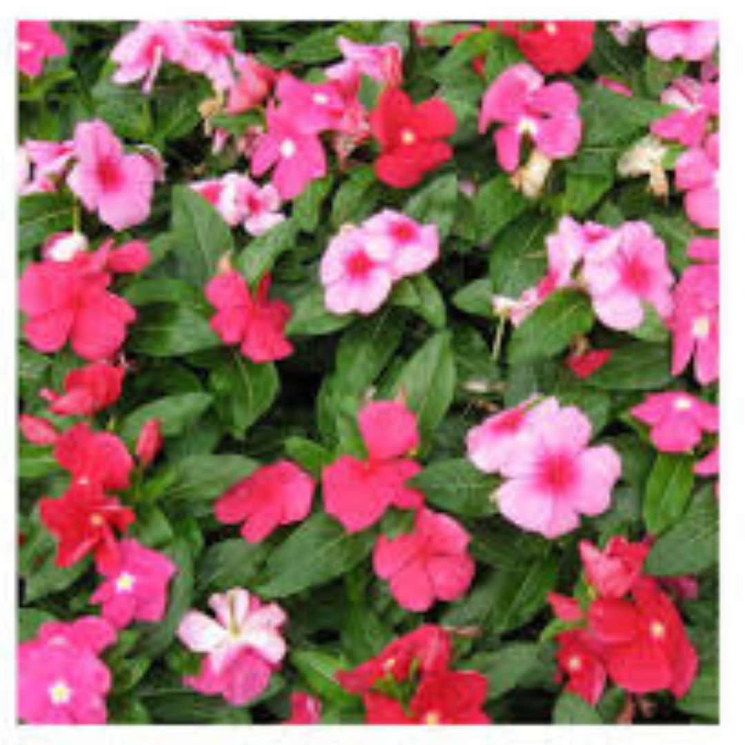 VINCA MIX HYBRID SEEDS (40 seeds) plant-orbit