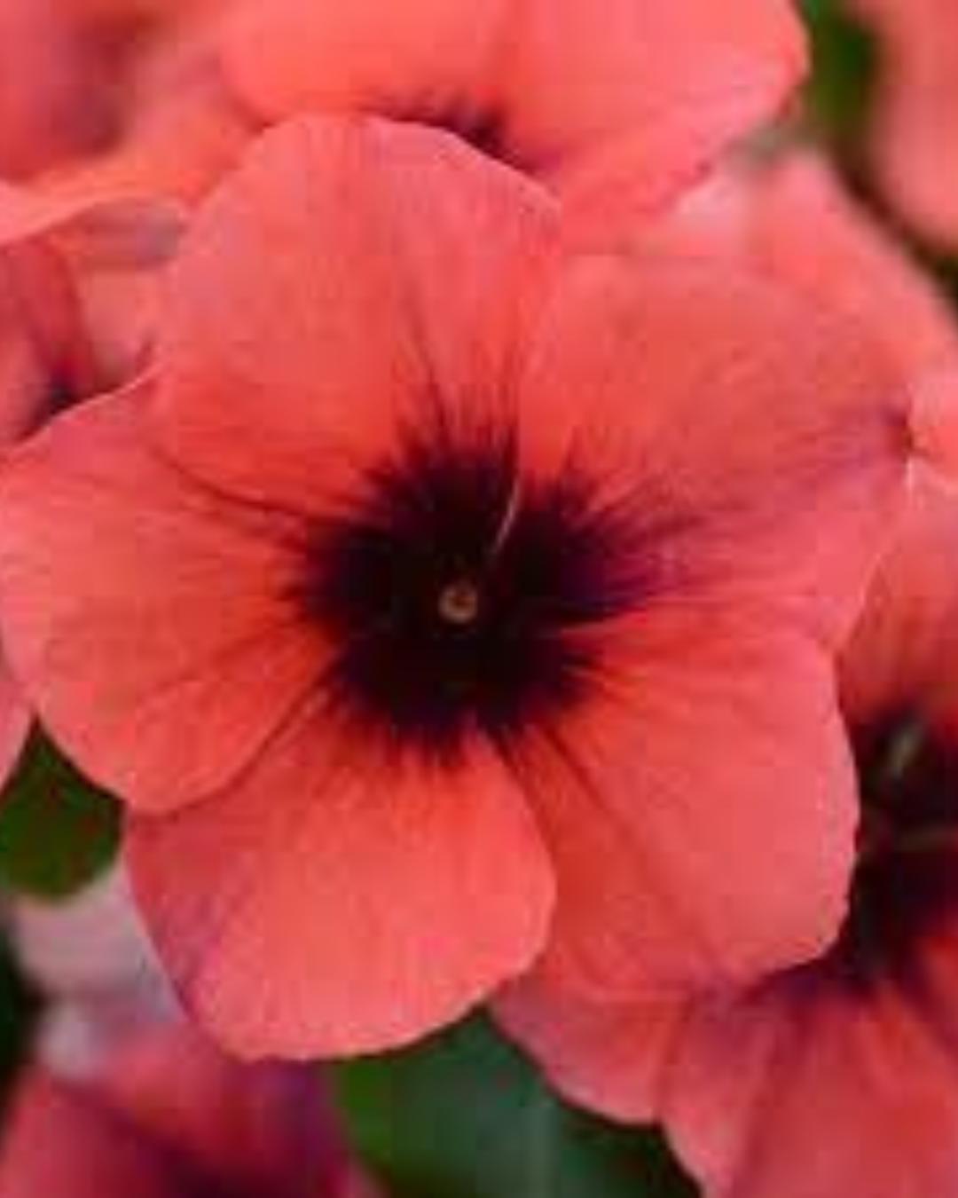 Vinca Heat Wave Raspberry VINCA RASPBERRY HYBRID SEEDS (30 seeds) – Plant Orbit