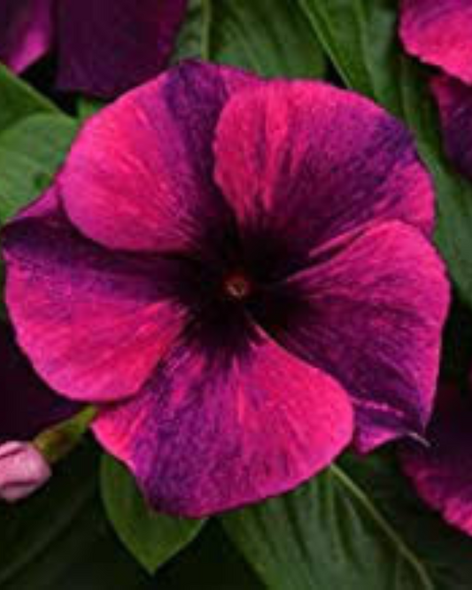 VINCA STRIPED HYBRID SEEDS (30 seeds) plant-orbit