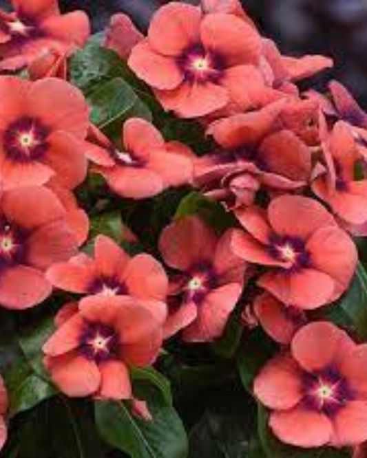 VINCA TANGERIN HYBRID SEEDS (30 seeds) plant-orbit