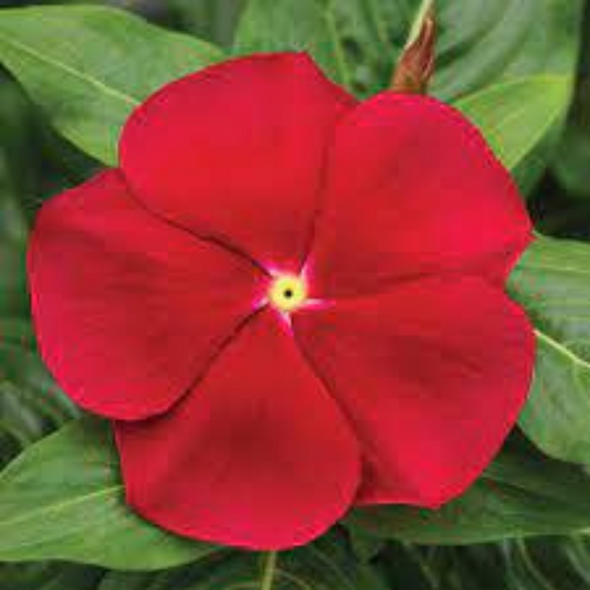 VINCA LIGHT RED  HYBRID SEEDS (30 seeds) plant-orbit