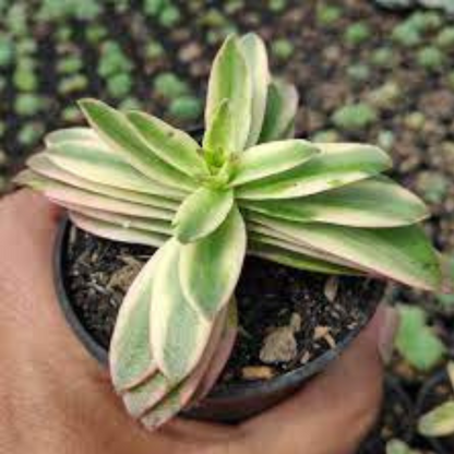YELLOW VARIEGATED CAMFIRE plant-orbit