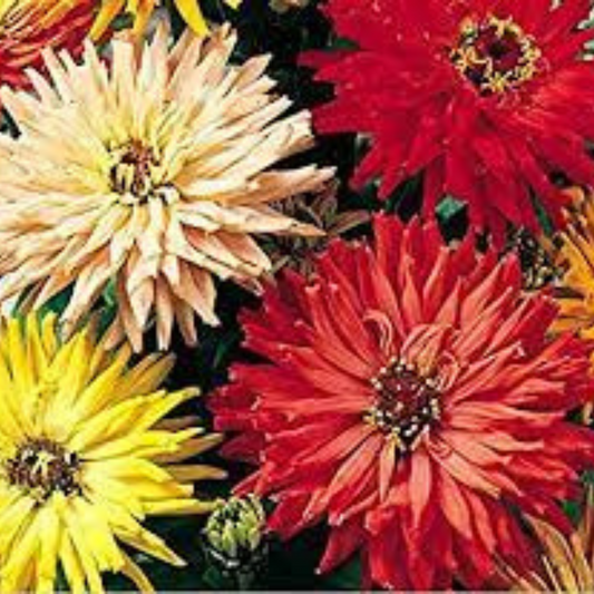 ZINNIA CACTUS MIX HYBRID SEEDS (20-25seeds) plant-orbit