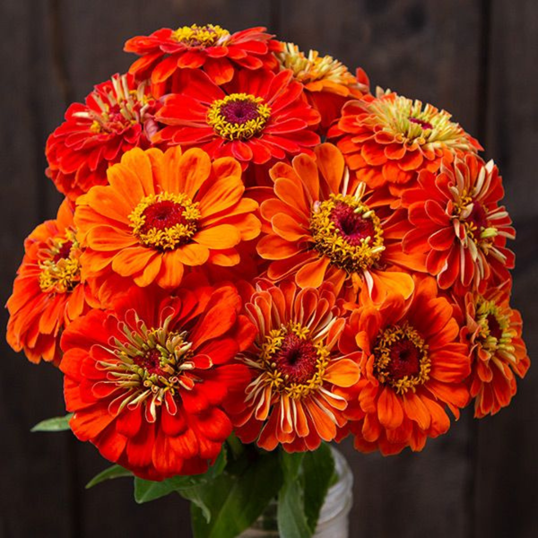 ZINNIA ORANGE OPEN POLLINATED SEEDS (25-30 seeds) plant-orbit