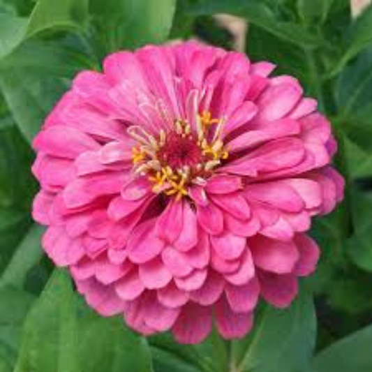 ZINNIA PINK  OPEN POLLINATED SEEDS (25-30 seeds) plant-orbit