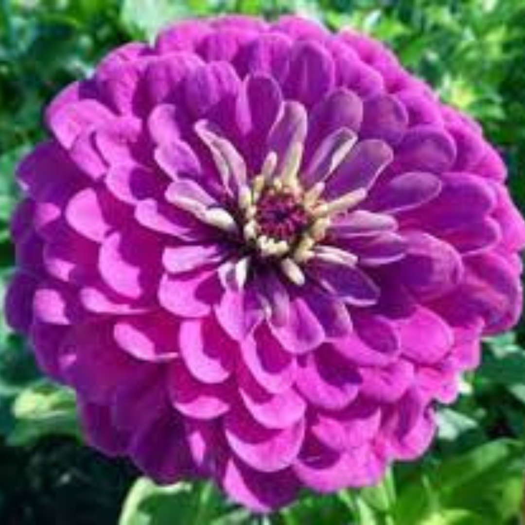 ZINNIA PURPLE OPEN POLLINATED SEEDS (25-30 seeds) plant-orbit