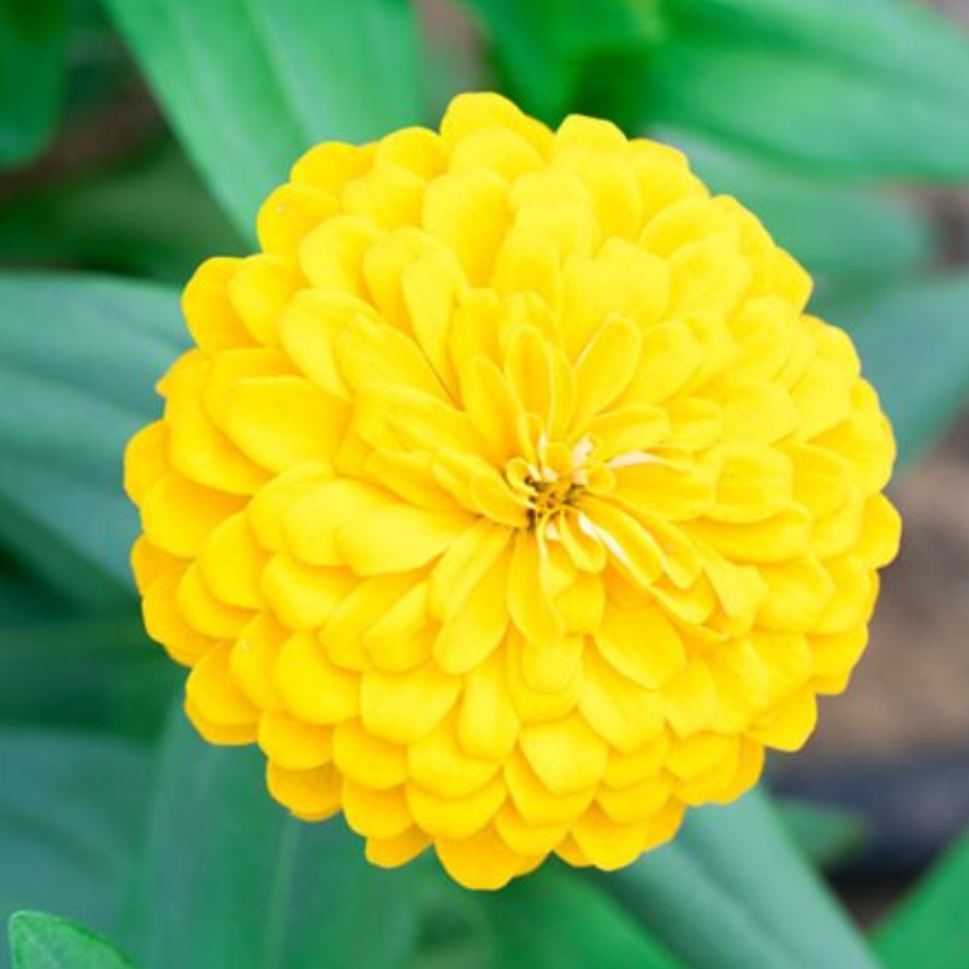 Orbit Flower Buy Zinnia Yellow Seeds – Vibrant Open-Pollinated Flowers – Plant Orbit