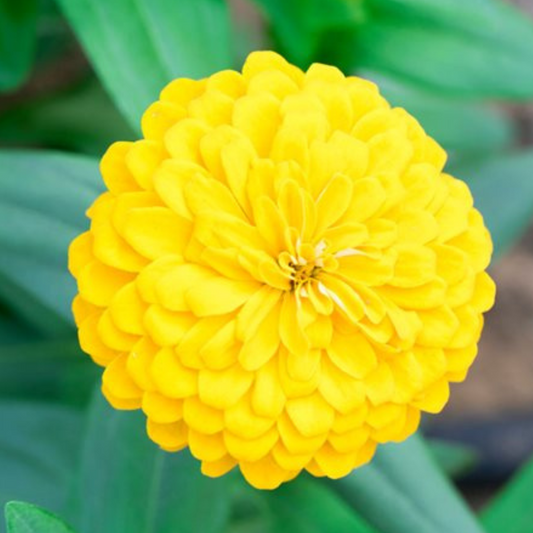 ZINNIA YELLOW OPEN POLLINATED SEEDS (25-30 seeds) plant-orbit