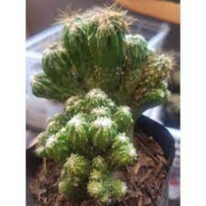 Unique Boxer Cactus with rugged, spiny structure, a perfect addition to cactus collections