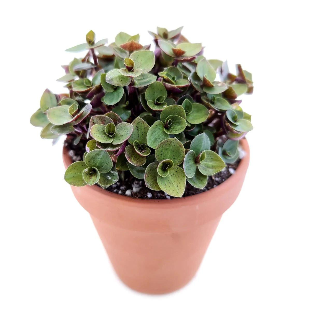 Potted Callisia Repens succulent Plant, a beautiful choice for low-maintenance greenery