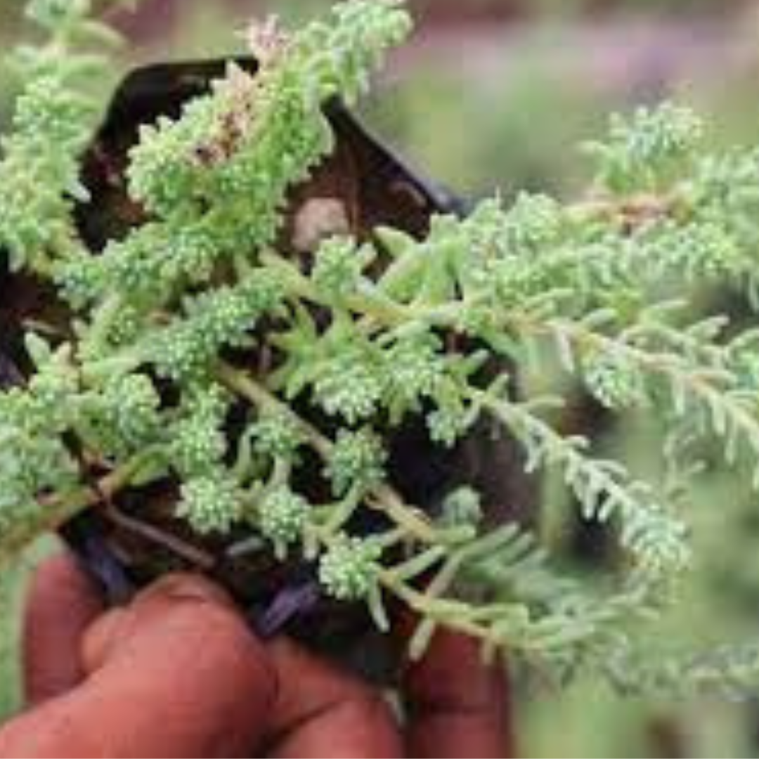 Elegant Chain Sedum plant with long, trailing green stems, great for shelf or hanging decor.