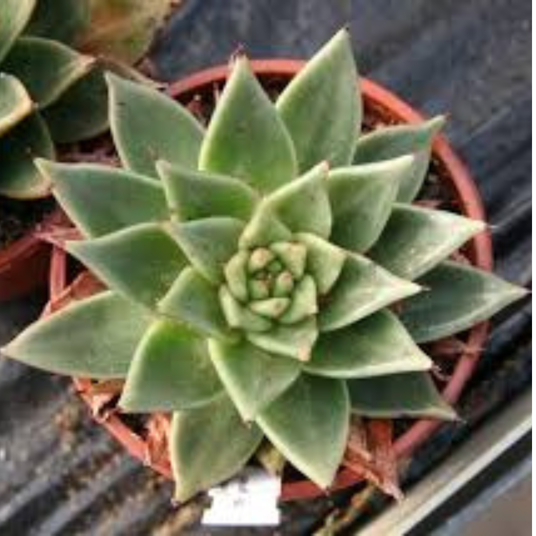 Echeveria Green Lipistic plant-orbit