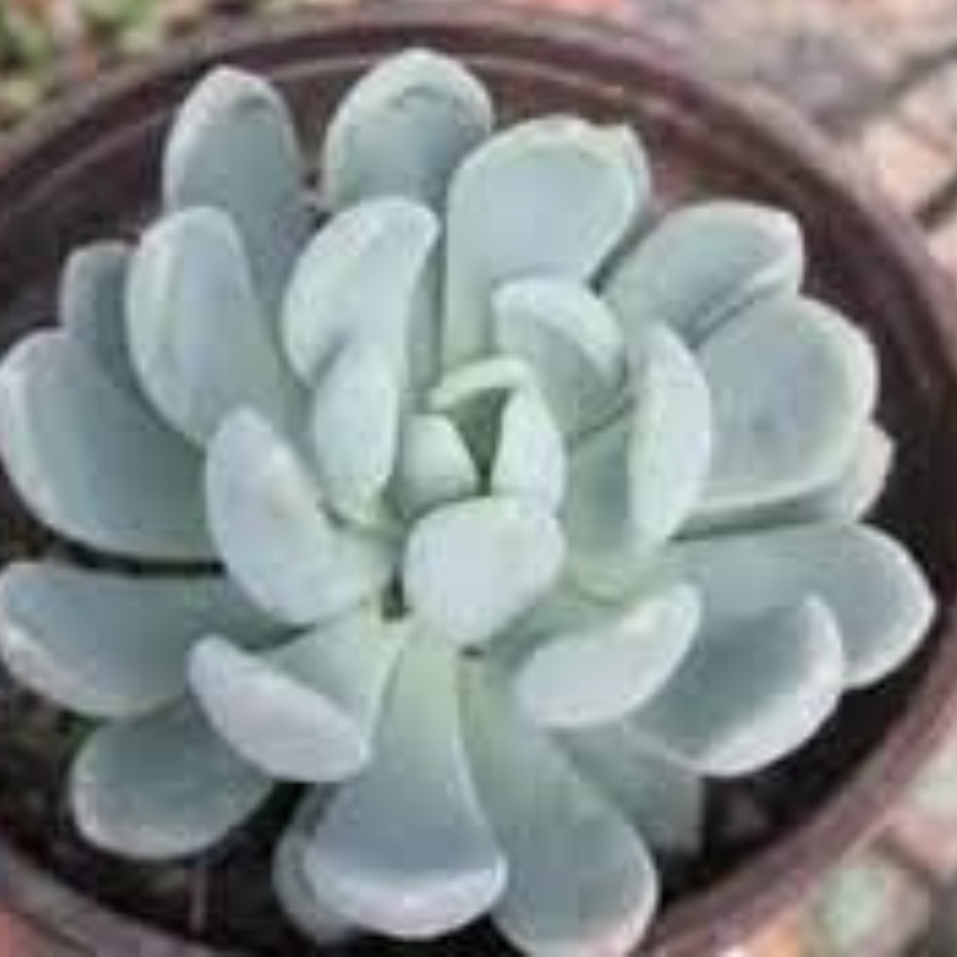 Echeveria Scheedere plant-orbit