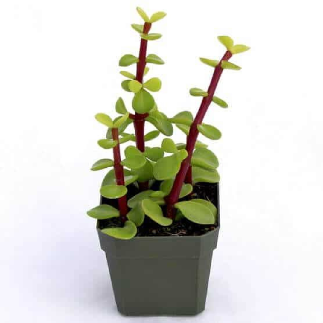 Green ElephaClose-up of a healthy Green Elephant Bush succulent with striking red stems and glossy green leaves in a pot, featured at Plant Orbit.nt Bush plant-orbit