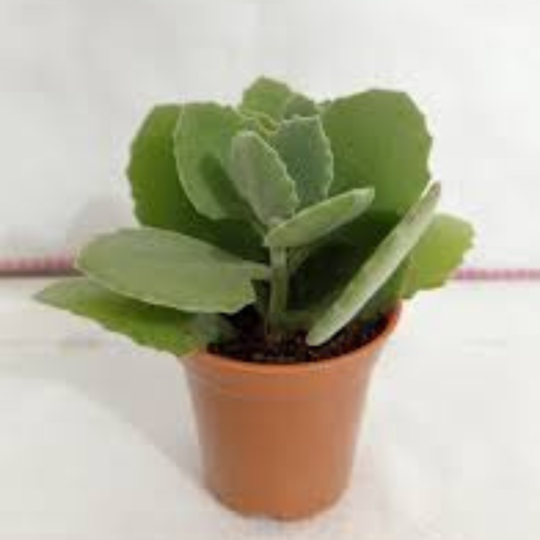 Kalanchoe Milioti plant-orbit