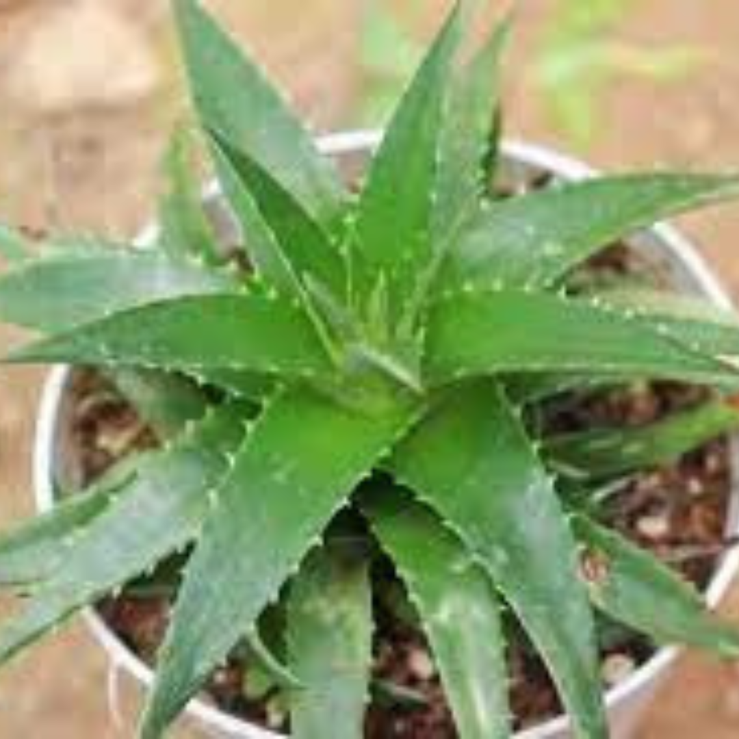 LIGHT GREEN ALOE plant-orbit