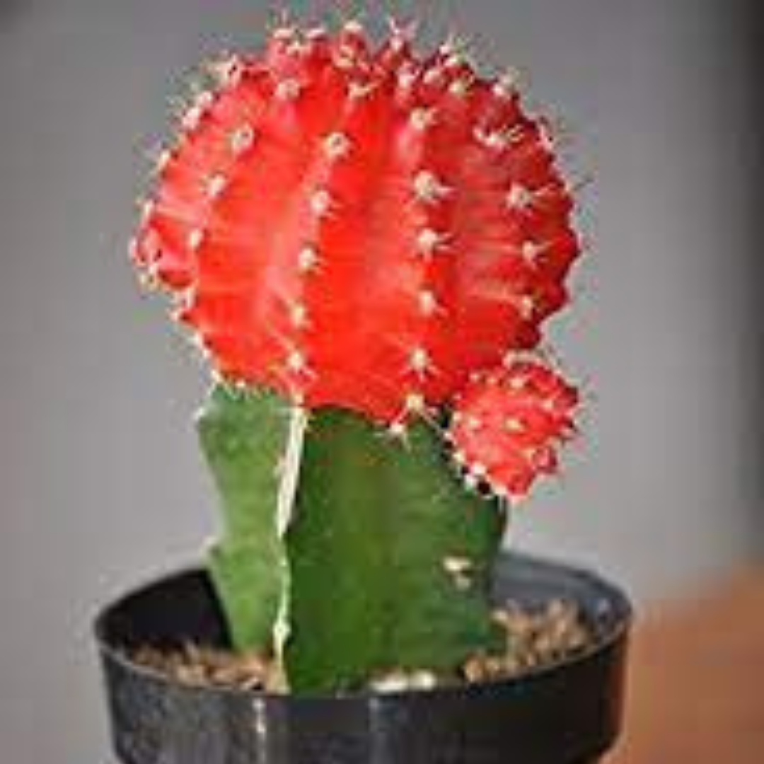 Red MOON CACTUS plant-orbit