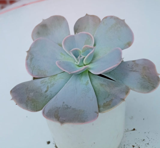Pink Echieveria plant-orbit
