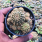 ROUND SPIKE CACTUS (BARE ROOTED)