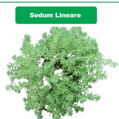 Sedum Lineare plant-orbit