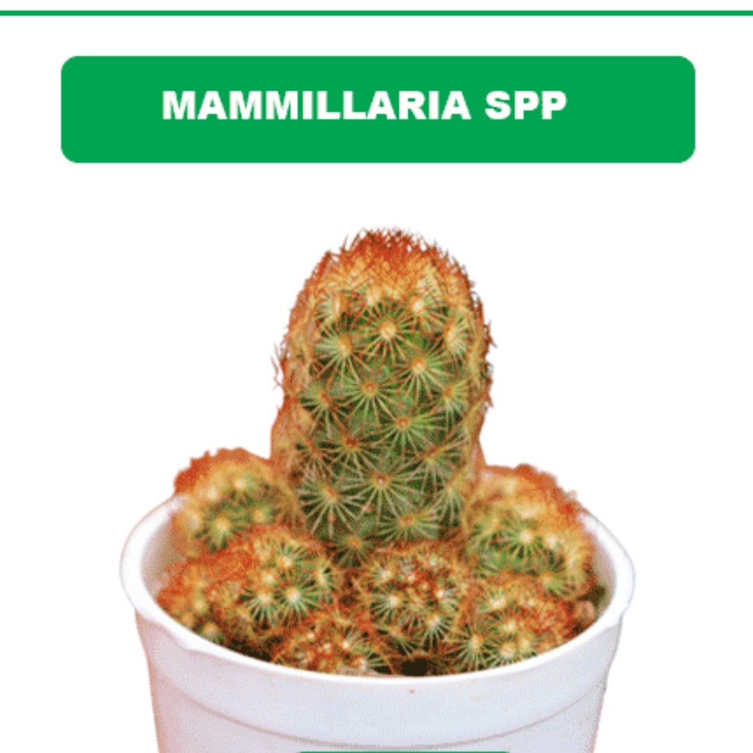 MAMMILLARIA-SPP plant-orbit
