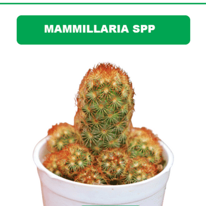 MAMMILLARIA-SPP plant-orbit