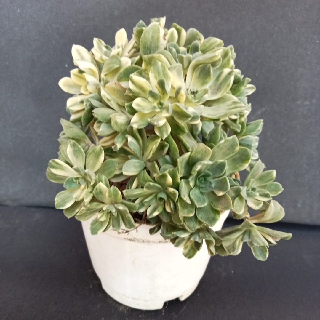 VARIEGATED AEONIUM (Bare Rooted)
